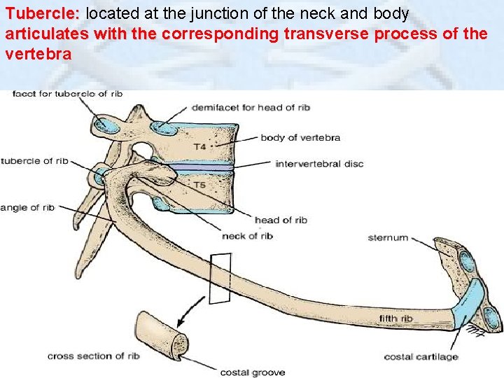 Tubercle: located at the junction of the neck and body articulates with the corresponding