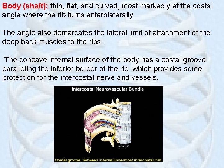Body (shaft): thin, flat, and curved, most markedly at the costal angle where the