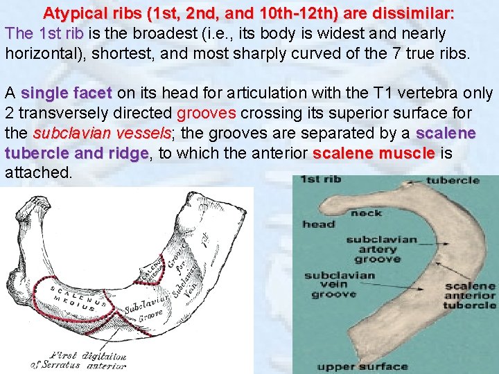 Atypical ribs (1 st, 2 nd, and 10 th-12 th) are dissimilar: The 1