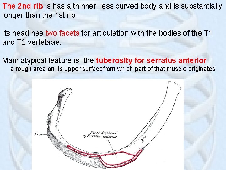 The 2 nd rib is has a thinner, less curved body and is substantially