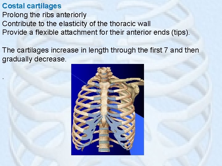 Costal cartilages Prolong the ribs anteriorly Contribute to the elasticity of the thoracic wall