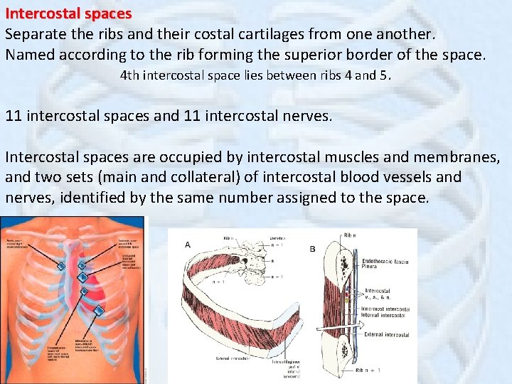 Intercostal spaces Separate the ribs and their costal cartilages from one another. Named according