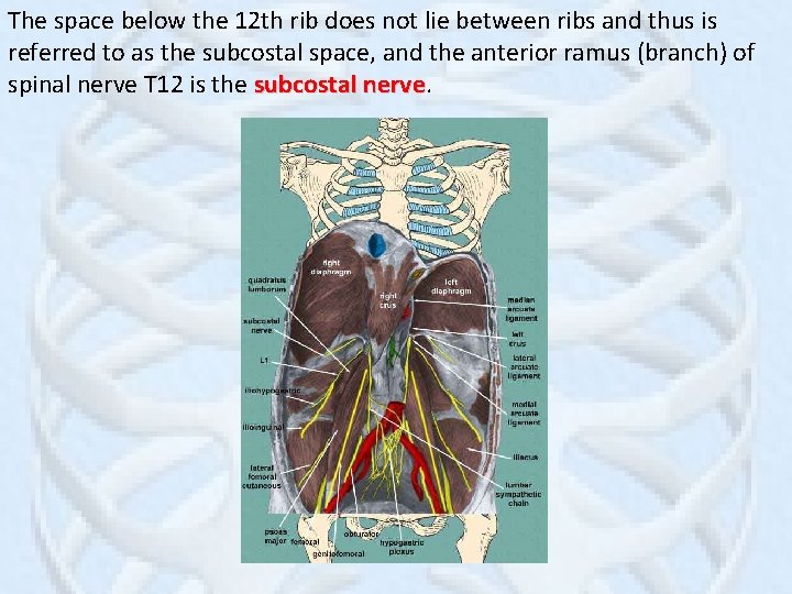 The space below the 12 th rib does not lie between ribs and thus