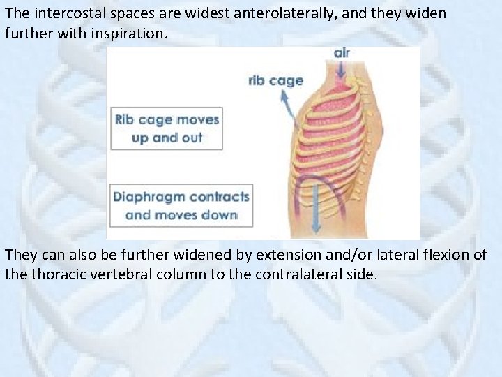 The intercostal spaces are widest anterolaterally, and they widen further with inspiration. They can