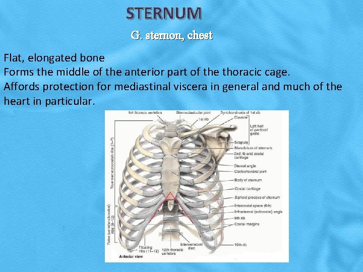 STERNUM G. sternon, chest Flat, elongated bone Forms the middle of the anterior part