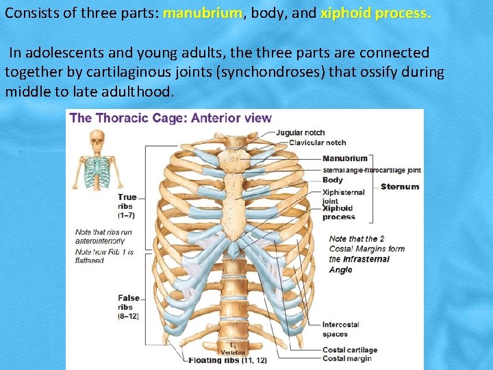 Consists of three parts: manubrium, manubrium body, and xiphoid process. In adolescents and young