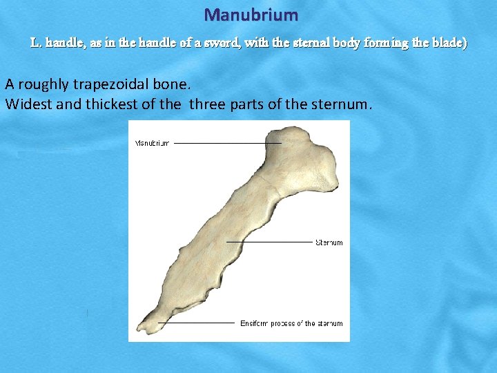 Manubrium L. handle, as in the handle of a sword, with the sternal body