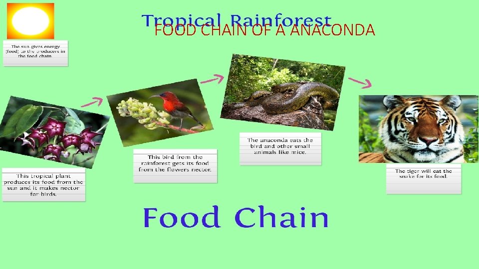 FOOD CHAIN OF A ANACONDA 