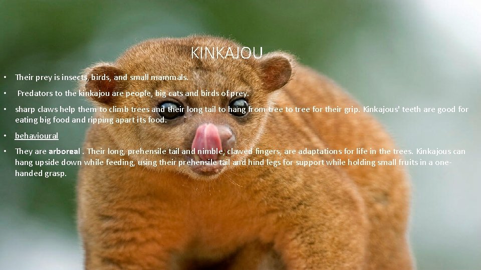 KINKAJOU • Their prey is insects, birds, and small mammals. • Predators to the