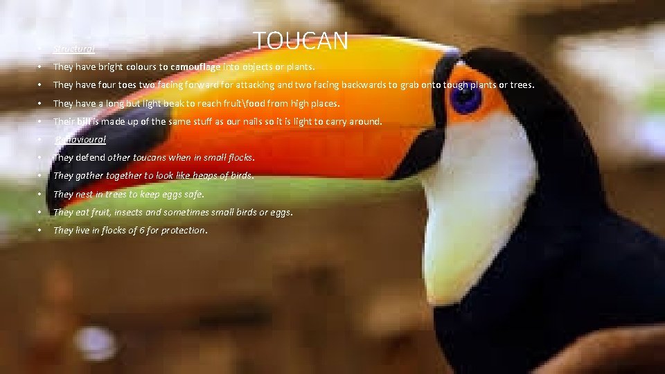 TOUCAN • Structural • They have bright colours to camouflage into objects or plants.