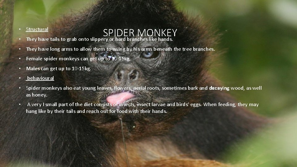  • Structural SPIDER MONKEY • They have tails to grab onto slippery or