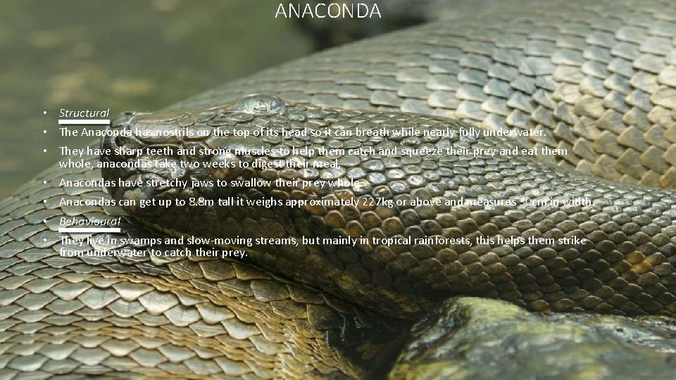 ANACONDA • Structural • The Anaconda has nostrils on the top of its head