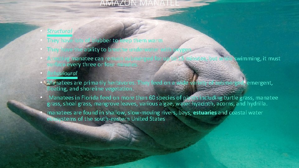 AMAZON MANATEE • • Structural They have lots of blubber to keep them warm