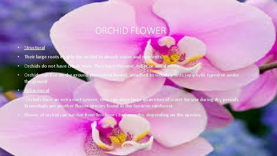 ORCHID FLOWER • Structural • Their large roots enable the orchid to absorb water