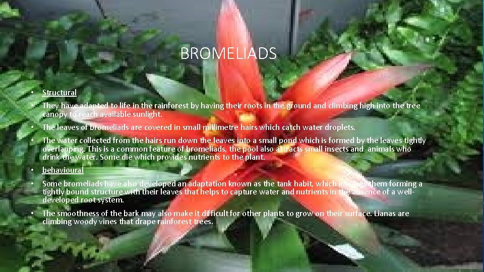 BROMELIADS • Structural • They have adapted to life in the rainforest by having