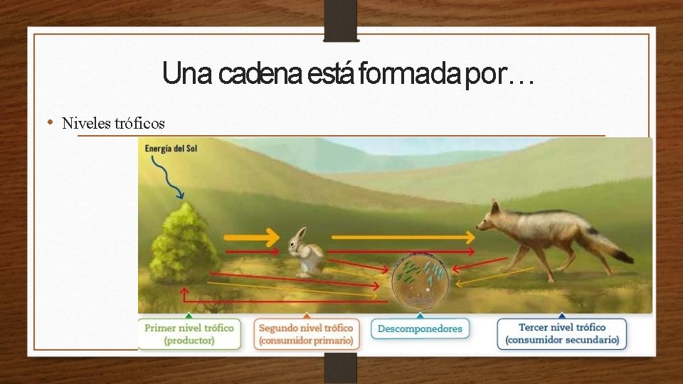 Una cadena está formadapor… • Niveles tróficos 