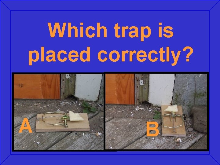 Which trap is placed correctly? A B 