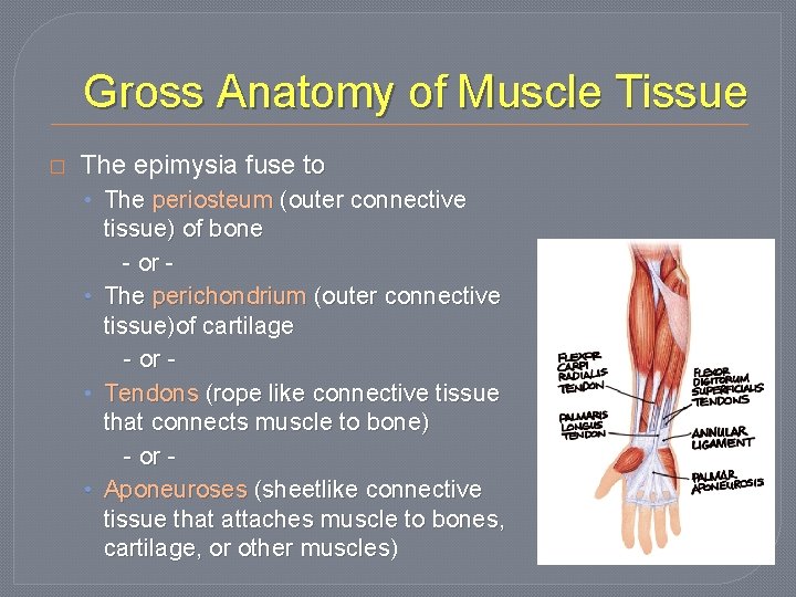 Gross Anatomy of Muscle Tissue � The epimysia fuse to • The periosteum (outer