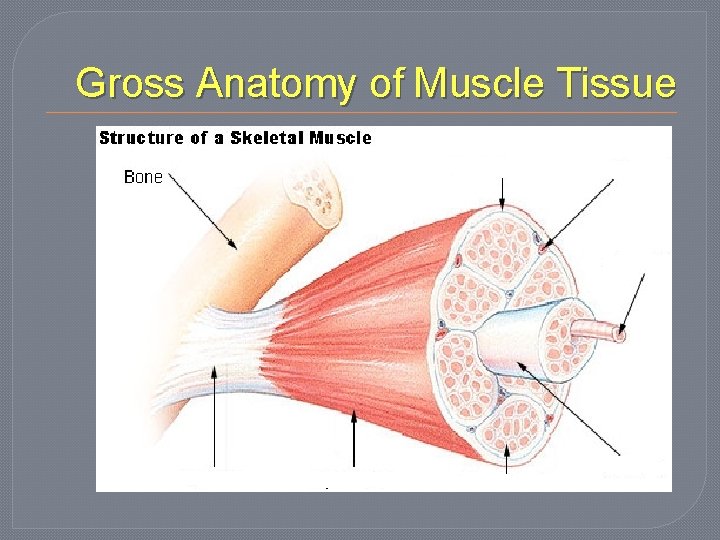 Gross Anatomy of Muscle Tissue 