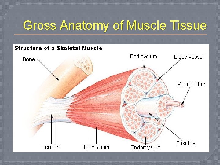 Gross Anatomy of Muscle Tissue 