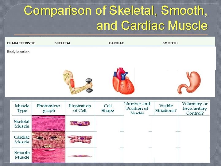 Comparison of Skeletal, Smooth, and Cardiac Muscle Attached to bones (or, in the face,