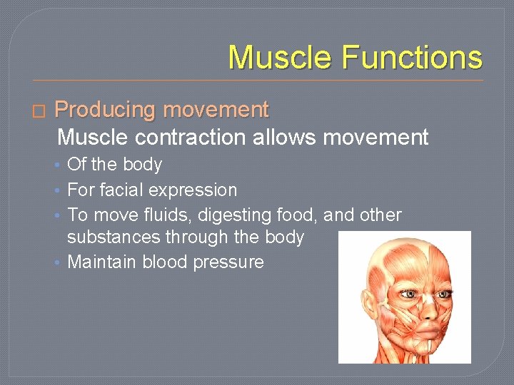 Muscle Functions � Producing movement Muscle contraction allows movement • Of the body •