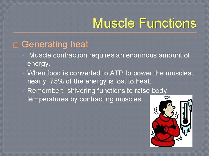 Muscle Functions � Generating heat • Muscle contraction requires an enormous amount of energy.