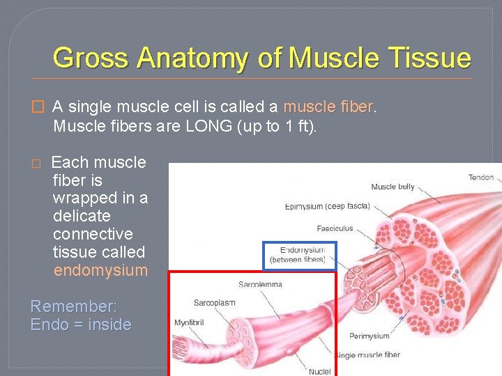 Gross Anatomy of Muscle Tissue � A single muscle cell is called a muscle