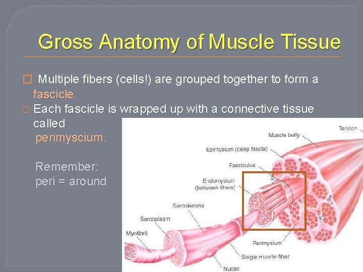 Gross Anatomy of Muscle Tissue � Multiple fibers (cells!) are grouped together to form