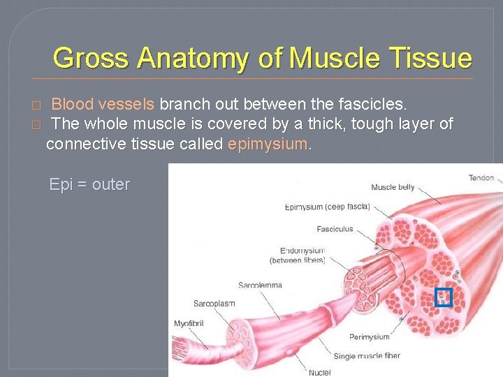 Gross Anatomy of Muscle Tissue Blood vessels branch out between the fascicles. � The