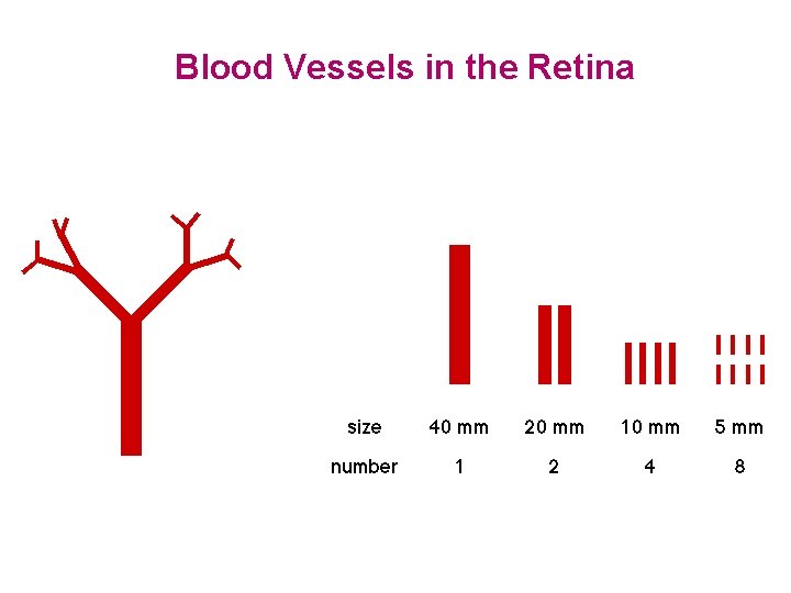 Blood Vessels in the Retina 