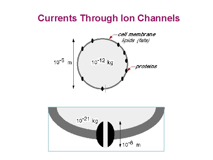 Currents Through Ion Channels 