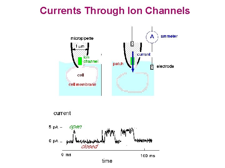 Currents Through Ion Channels 