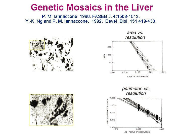 Genetic Mosaics in the Liver P. M. Iannaccone. 1990. FASEB J. 4: 1508 -1512.