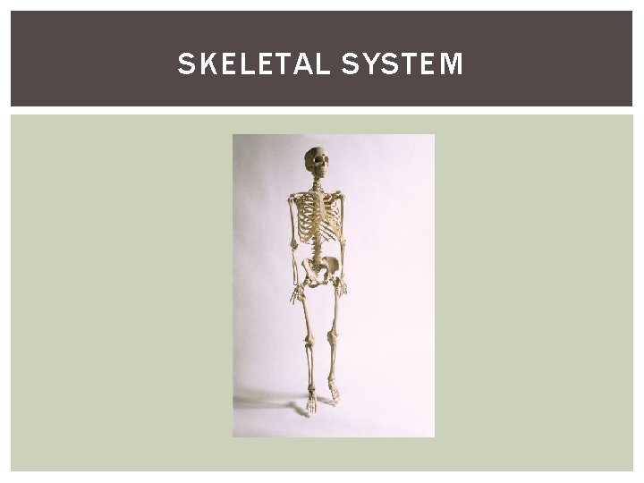 SKELETAL SYSTEM 