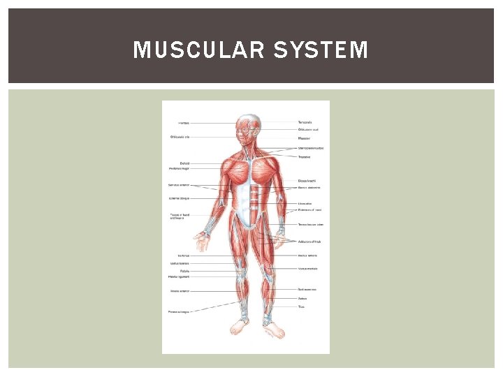 MUSCULAR SYSTEM 