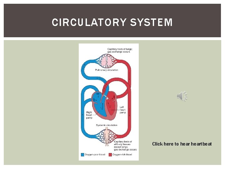 CIRCULATORY SYSTEM Click here to heartbeat 