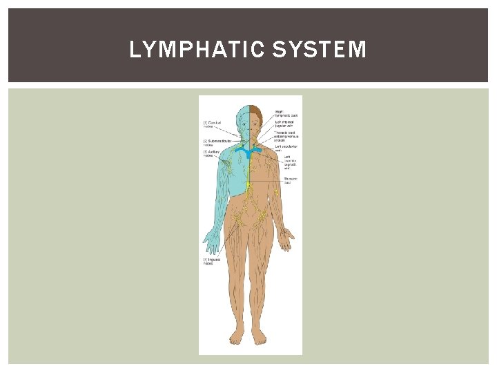 LYMPHATIC SYSTEM 