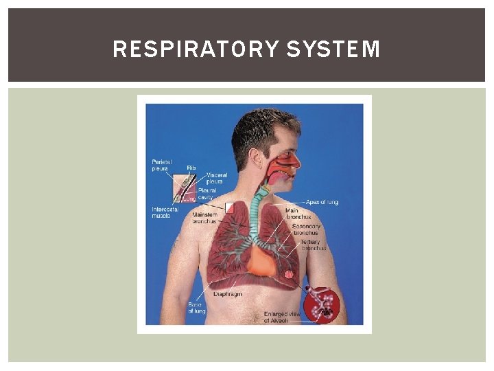 RESPIRATORY SYSTEM 