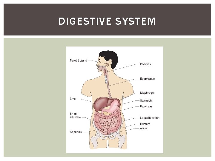 DIGESTIVE SYSTEM 