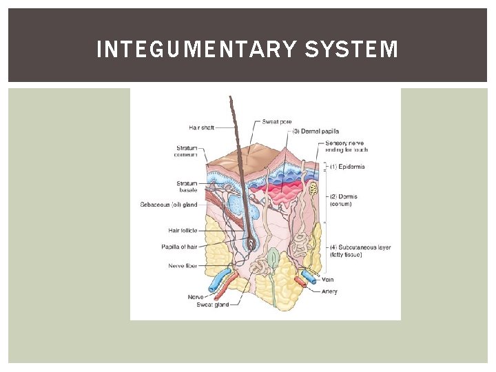 INTEGUMENTARY SYSTEM 