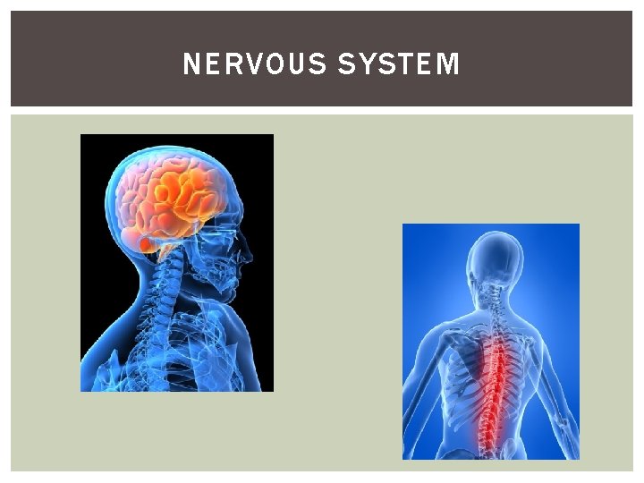 NERVOUS SYSTEM 