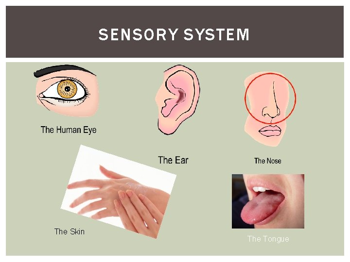 SENSORY SYSTEM The Skin The Tongue 