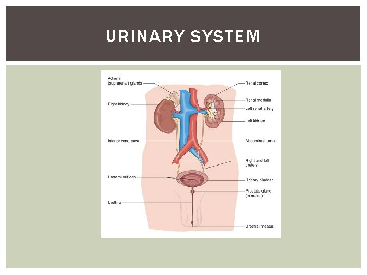 URINARY SYSTEM 