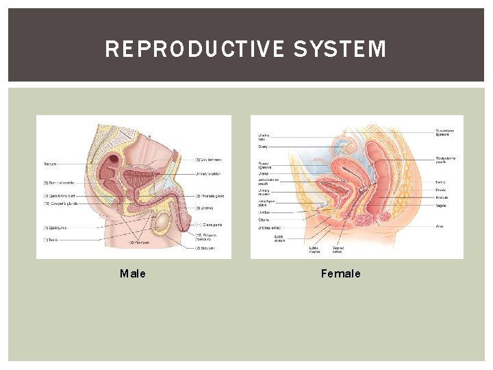 REPRODUCTIVE SYSTEM Male Female 