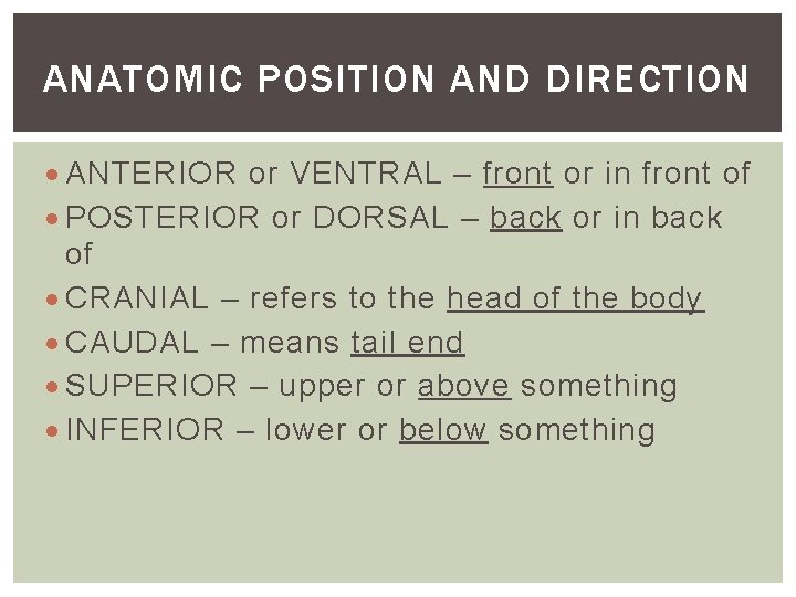 ANATOMIC POSITION AND DIRECTION ANTERIOR or VENTRAL – front or in front of POSTERIOR