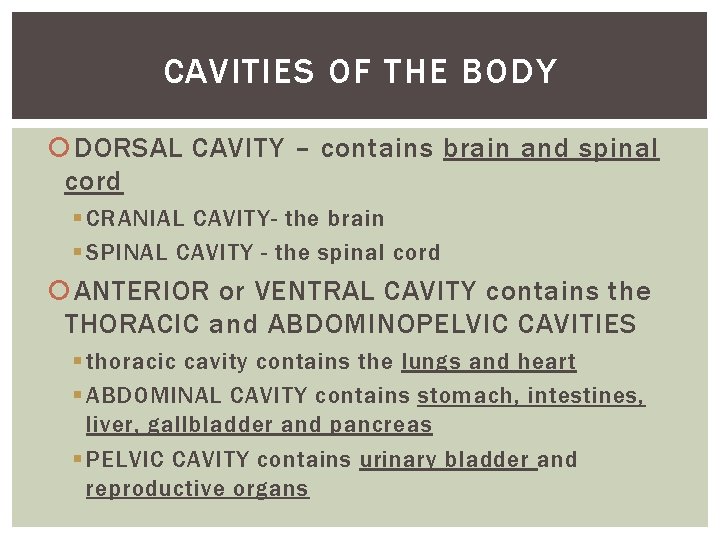 CAVITIES OF THE BODY DORSAL CAVITY – contains brain and spinal cord § CRANIAL