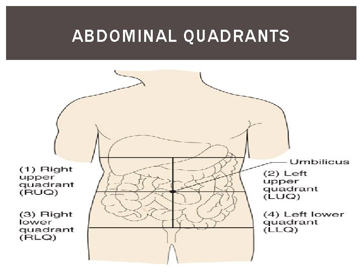 ABDOMINAL QUADRANTS 