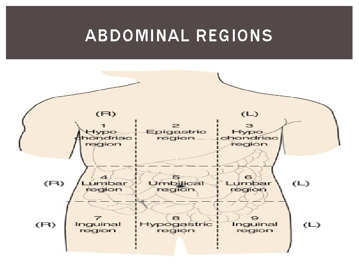 ABDOMINAL REGIONS 