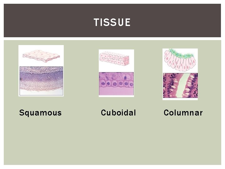 TISSUE Squamous Cuboidal Columnar 
